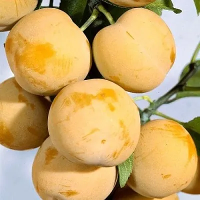 Слива РЕНКЛОД ранний в Пскове