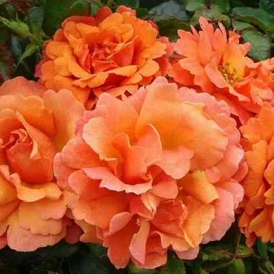 Саженцы роз БРИДЖ ОФ САЙЗ плетистая  Саженцы роз БРИДЖ ОФ САЙЗ плетистая в Пскове