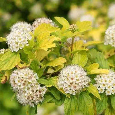 Пузыреплодник АНГЕЛ ГОЛД  Пузыреплодник АНГЕЛ ГОЛД в Пскове