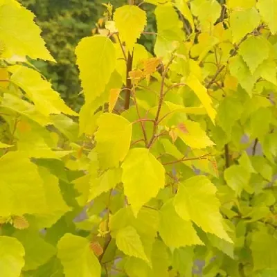 Берёза ГОЛДЕН ОБЕЛИСК повислая  в Пскове