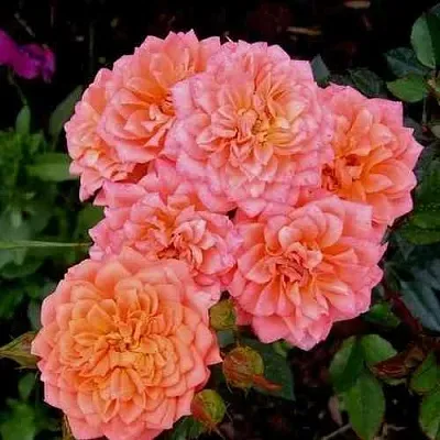 Саженцы роз НИНЕТТА спрей в Пскове