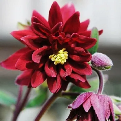 Аквилегия РУБИ ПОРТ обыкновенная  Аквилегия РУБИ ПОРТ обыкновенная в Пскове