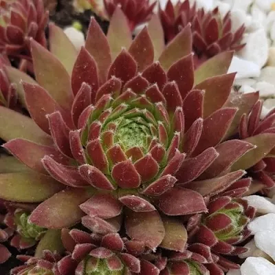 Молодило ЛЮФТШПРУНГ в Пскове