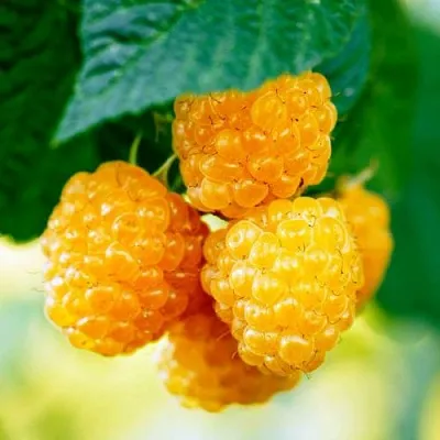 Малина МЕДОВАЯ  Малина МЕДОВАЯ в Пскове