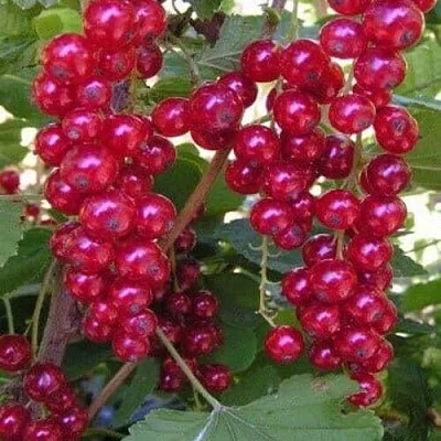 Смородина красная ПУРПУРНАЯ в Пскове