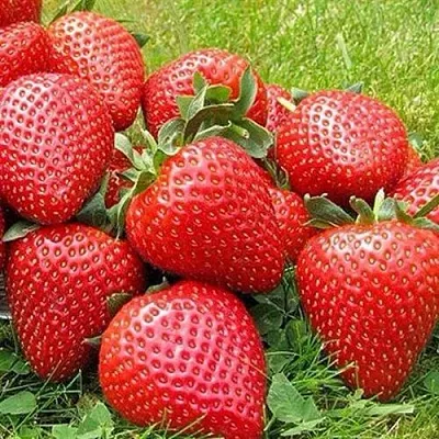 Клубника ЭЛИАНЕ  Клубника ЭЛИАНЕ в Пскове