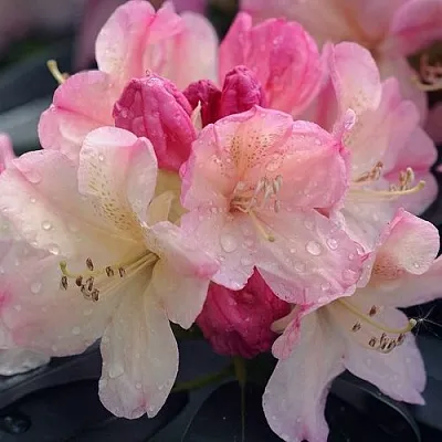 Рододендрон ПЕРСИ ВАЙСМАН  Рододендрон ПЕРСИ ВАЙСМАН в Пскове