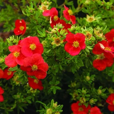 Лапчатка РЕД АЙС кустарниковая в Пскове