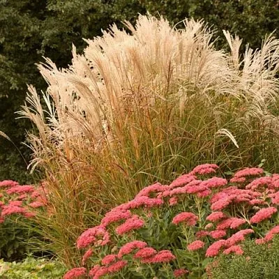 Злаки  Злаки в Пскове