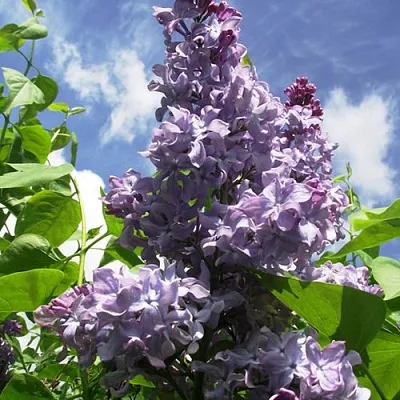 Сирень КРЫЛЬЯ НАДЕЖДЫ в Пскове