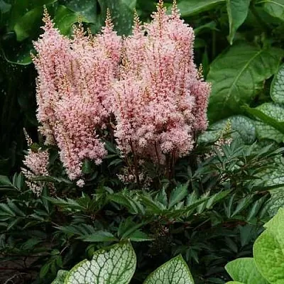 Астильба ЛУК ЭТ МИ японская  Астильба ЛУК ЭТ МИ японская в Пскове