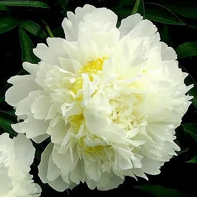 Пион ЗОЛОТОЙ ОРЕОЛ травянистый в Пскове