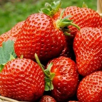 Клубника ФЛОРЕНС  Клубника ФЛОРЕНС в Пскове