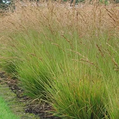 Молиния ПОЛ ПЕТЕРСОН голубая в Пскове