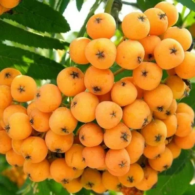 Рябина НЕВЕЖИНСКАЯ ЖЕЛТАЯ сладкоплодная — описание сорта Рябина НЕВЕЖИНСКАЯ ЖЕЛТАЯ сладкоплодная в Пскове