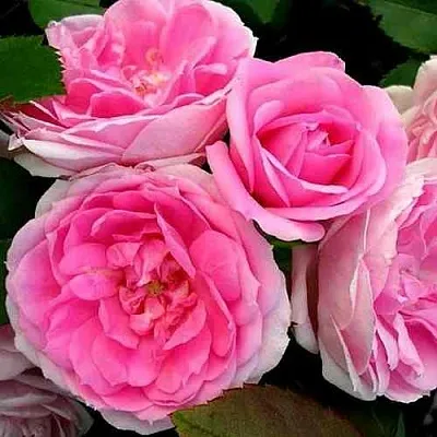 Саженцы роз ПРЕЙРИ ДЖОЙ шраб в Пскове