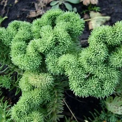 Очиток (седум) КРИСТАТУМ отогнутый в Пскове