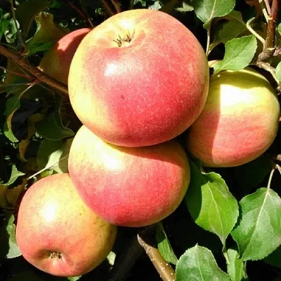 Яблоня ЭМБАССИ  Яблоня ЭМБАССИ в Пскове