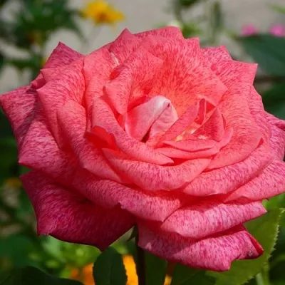 Саженцы роз ПЬЕР КАРДЕН чайно-гибридная в Пскове