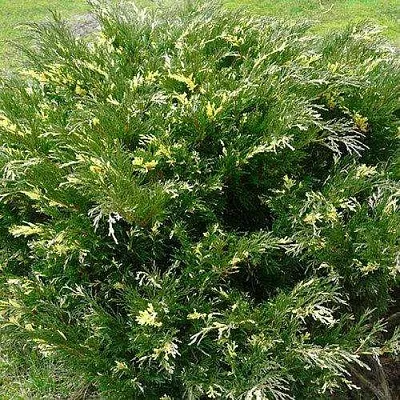 Можжевельник АНДОРА ВАРИЕГАТА горизонтальный в Пскове