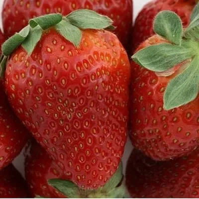 Клубника ФЛАМИНИЯ  Клубника ФЛАМИНИЯ в Пскове