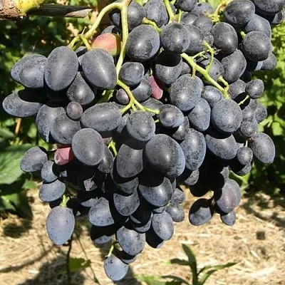 Виноград НАДЕЖДА АЗОС в Пскове