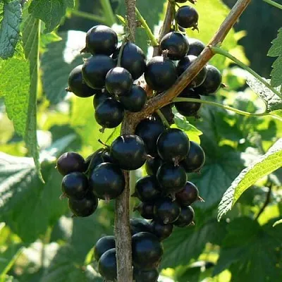 Смородина черная ВОЛОГДА в Пскове