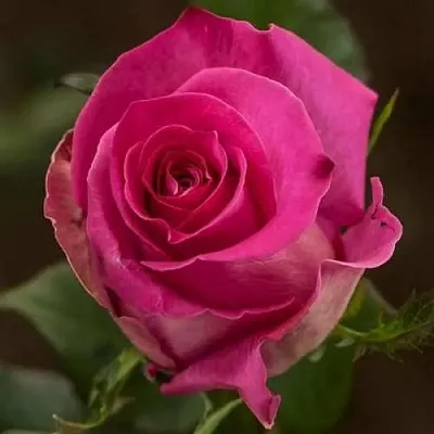 Саженцы роз ТОПАЗ чайно-гибридная в Пскове