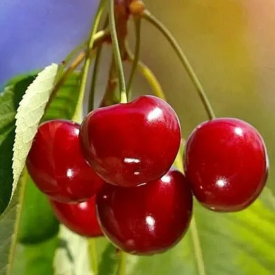 Черешня ТЕРЕМОШКА  Черешня ТЕРЕМОШКА в Пскове