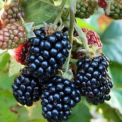 Ежевика ОУАЧИТА бесшипная в Пскове