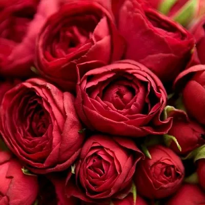 Саженцы роз РЕД ЛЕЙС спрей в Пскове