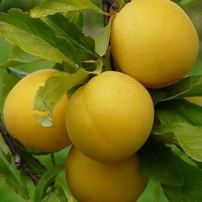 Слива СОЛНЫШКО  Слива СОЛНЫШКО в Пскове