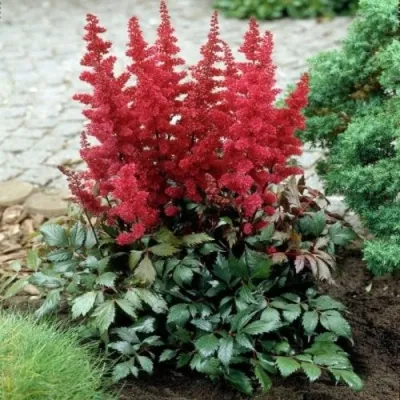 Астильба МОНТГОМЕРИ японская — описание сорта Астильба МОНТГОМЕРИ японская в Пскове