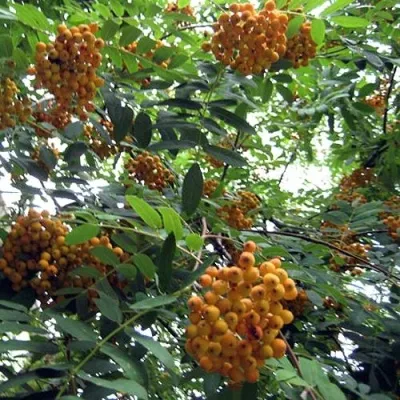 Рябина НЕВЕЖИНСКАЯ ЖЕЛТАЯ сладкоплодная — описание сорта Рябина НЕВЕЖИНСКАЯ ЖЕЛТАЯ сладкоплодная в Пскове