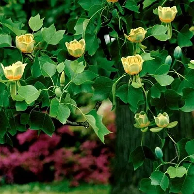 Лириодендрон  в Пскове