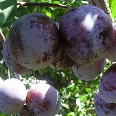 Слива РЕНКЛОД ХАРИТОНОВОЙ в Пскове