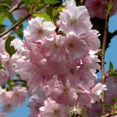 Вишня АККОЛЕЙД цветущая  Вишня АККОЛЕЙД цветущая в Пскове