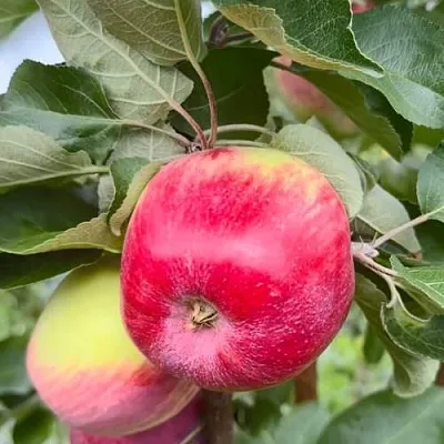 Яблоня АРБАТ колонновидная  Яблоня АРБАТ колонновидная в Пскове