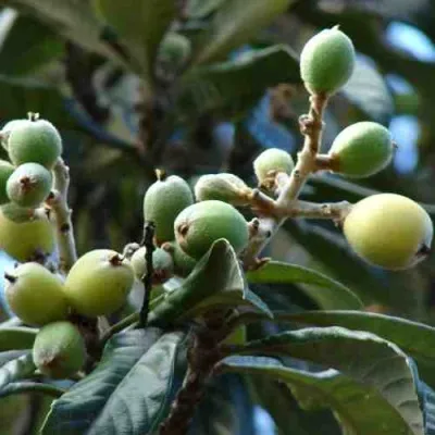 МУШМУЛА  в Пскове