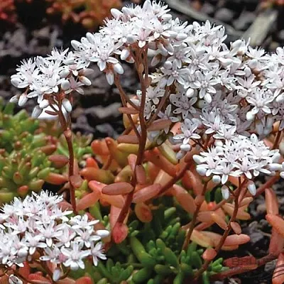 Очиток (седум) КОРАЛ КАРПЕТ белый в Пскове