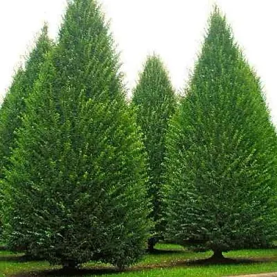 Граб  в Пскове