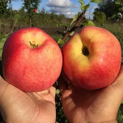 Яблоня КОВРОВОЕ стелющаяся в Пскове