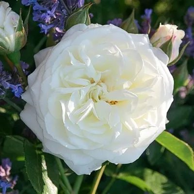 Саженцы роз АЛАБАСТЕР флорибунда  Саженцы роз АЛАБАСТЕР флорибунда в Пскове