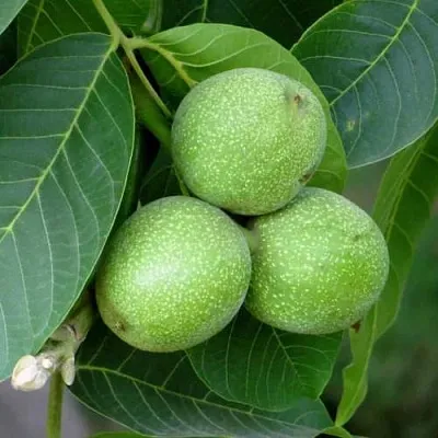 Грецкий орех ЮРИЙ ГАГАРИН  Грецкий орех ЮРИЙ ГАГАРИН в Пскове