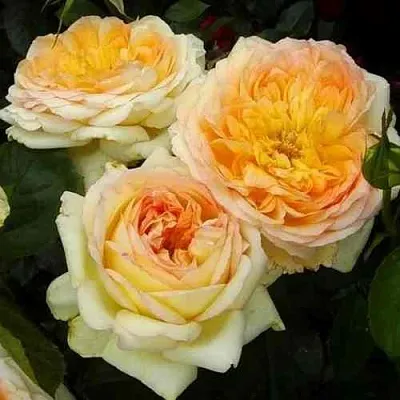 Саженцы роз АЛЬФОНС ДОДЕ чайно-гибридная в Пскове