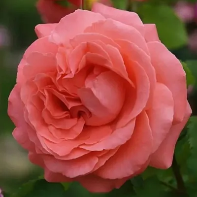 Саженцы роз ДИДИ БРИДЖУОТЕР плетистая  Саженцы роз ДИДИ БРИДЖУОТЕР плетистая в Пскове