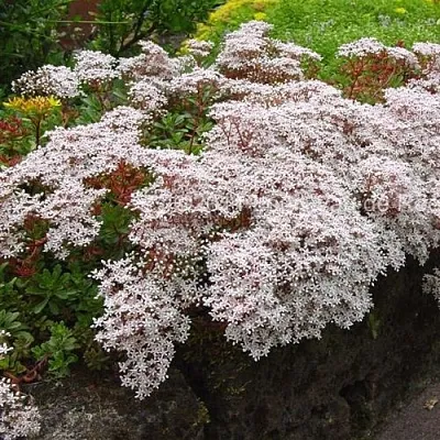 Очиток (седум) МУРАЛЕ белый в Пскове