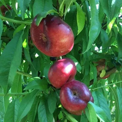 Нектарин ДОНАТ ИНЖИРНЫЙ в Пскове