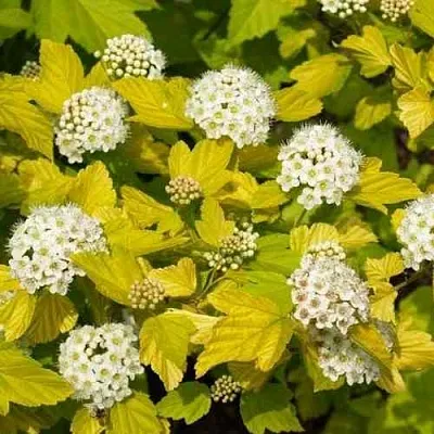 Пузыреплодник ДАРТС ГОЛД  Пузыреплодник ДАРТС ГОЛД в Пскове