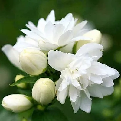 Жасмин ШНЕЕШТРУМ  Жасмин ШНЕЕШТРУМ в Пскове